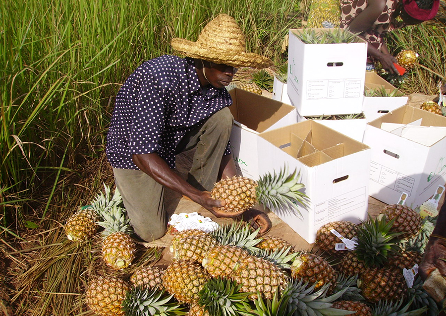 sélection ananas bénin